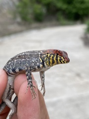 Sceloporus pyrocephalus