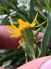 Senecio crassulus