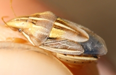 Aelia rostrata