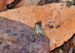 Steniodes declivalis