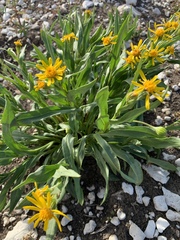 Senecio crassulus