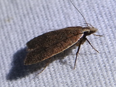 Dichomeris ventrellus