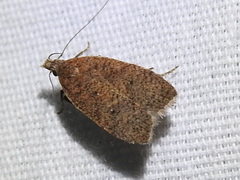 Dichomeris ventrellus