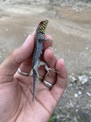 Sceloporus pyrocephalus