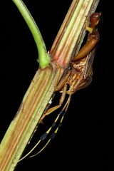 Spathophora biclavata