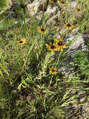 Rudbeckia hirta