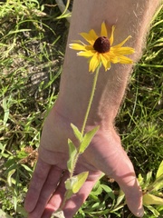Rudbeckia hirta