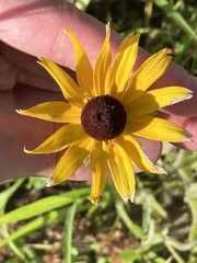 Rudbeckia hirta