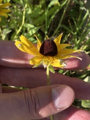 Rudbeckia hirta
