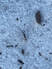 Ellipsoptera gratiosa