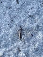 Ellipsoptera gratiosa