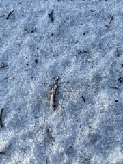 Ellipsoptera gratiosa