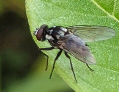 Limnophora obsignata