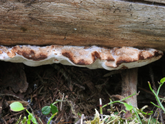 Amylocystis lapponica