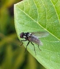 Limnophora obsignata