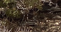 Ammospermophilus leucurus