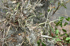 Tillandsia intermedia