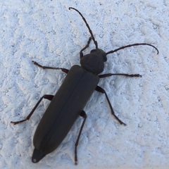 Arhopalus rusticus