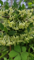 Bouvardia longiflora