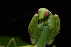 Macromantis hyalina