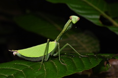 Macromantis hyalina