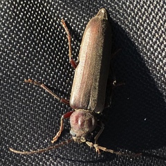 Arhopalus rusticus