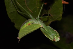 Macromantis hyalina