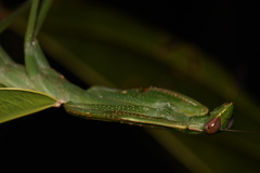 Macromantis hyalina
