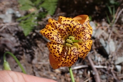 Lilium pardalinum vollmeri