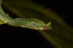 Macromantis hyalina