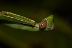 Macromantis hyalina