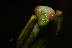 Macromantis hyalina