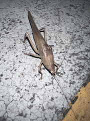 Pyrgocorypha uncinata