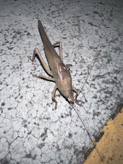 Pyrgocorypha uncinata