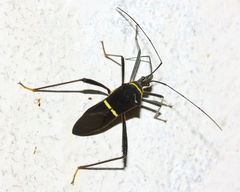 Phthia lunata