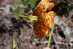 Lilium pardalinum vollmeri