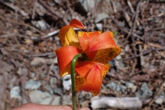 Lilium pardalinum vollmeri
