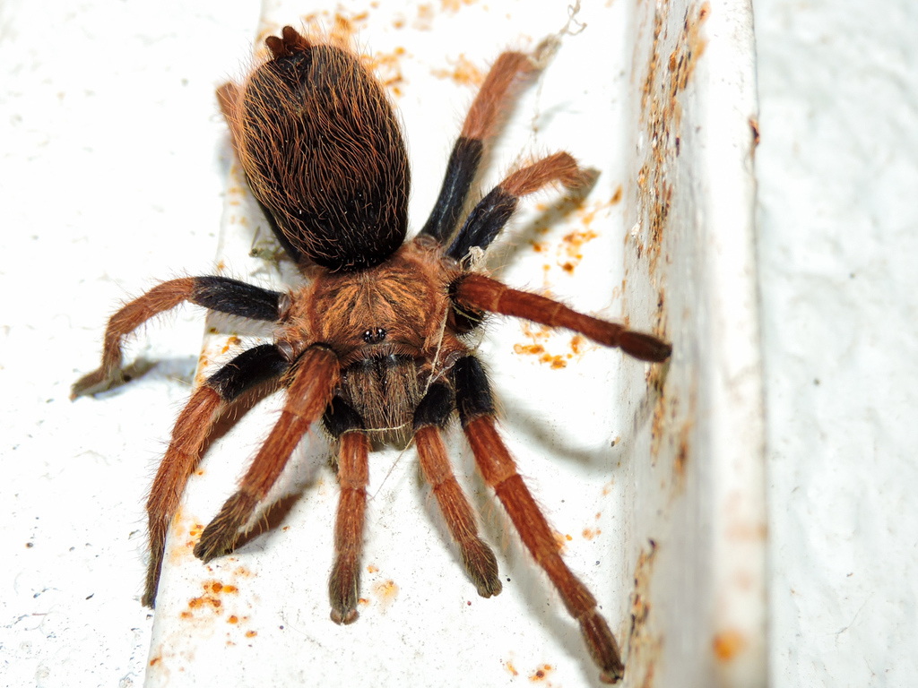 Mexican Blue-femur Tarantula