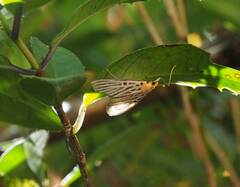 Tyspanodes hypsalis