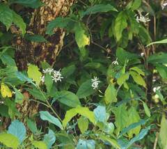 Tarenna gracilipes