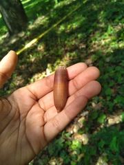 Quercus coccifera