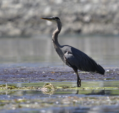 Ardea herodias fannini