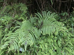 Pentarhizidium orientale