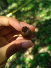 Quercus coccifera