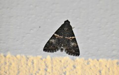 Melipotis punctifinis