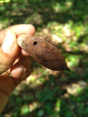 Quercus coccifera