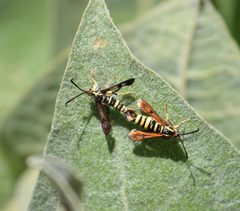 Synanthedon chrysidipennis