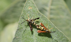 Synanthedon chrysidipennis