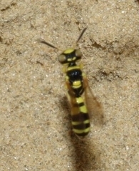 Philanthus