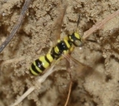 Philanthus